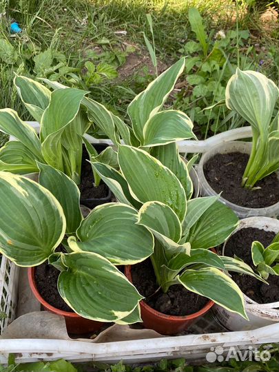 Хоста цветы