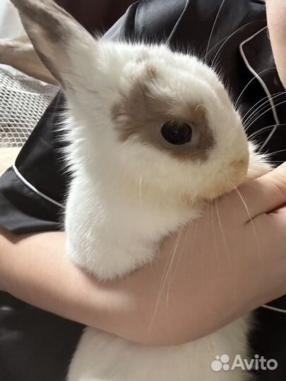 Декоративные кролики