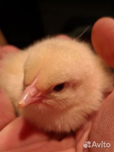 Кобб 500 суточный цыпленок бройлер