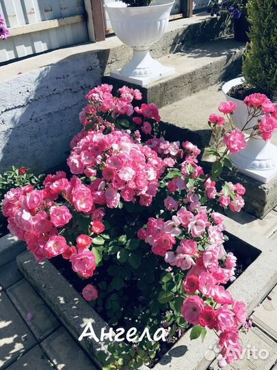 Корнесобственные розы. Флорибунды