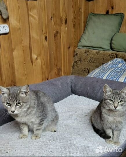 Котята в добрые руки бесплатно