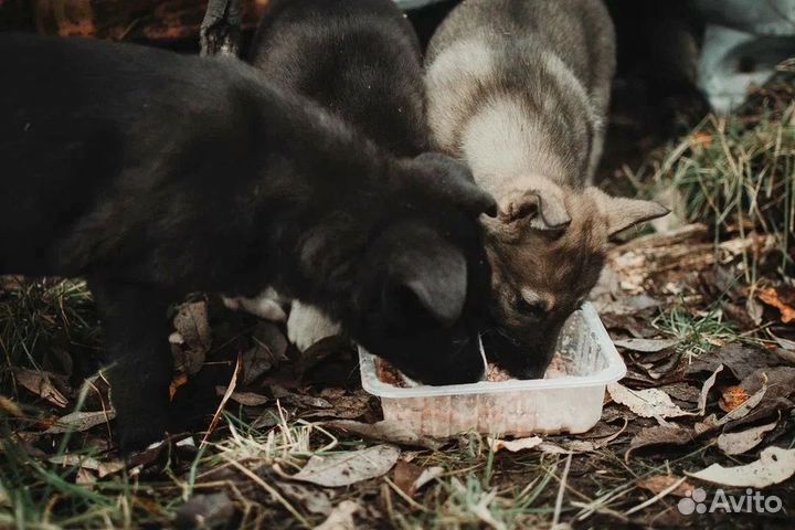 Собака в добрые руки щенок