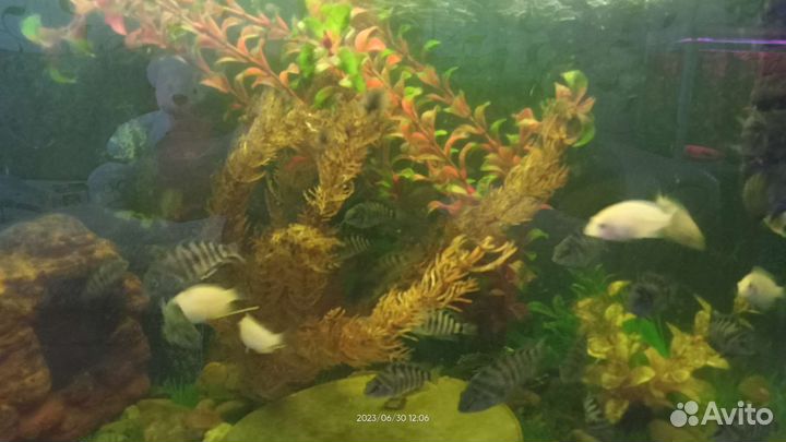 Аквариумные рыбки