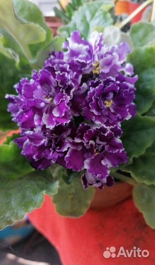 Фиалка фиолетовая