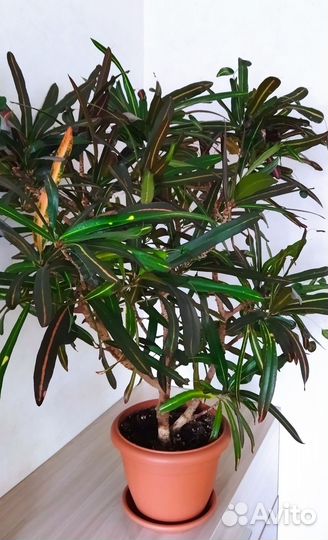 Взрослые кодиеумы (кротоны)