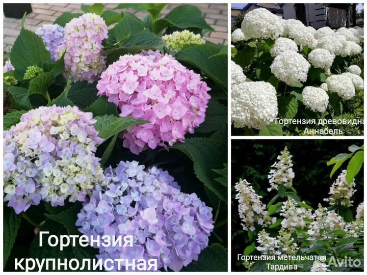 Многолетники для сада