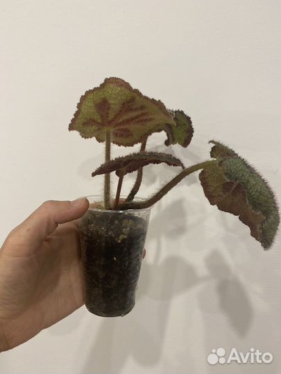 Бегония мэсона