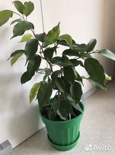 Фикус бенджамина