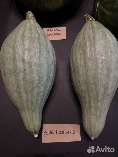 Семена тыквы Blue Hubbard (Голубой Хаббард) 2023