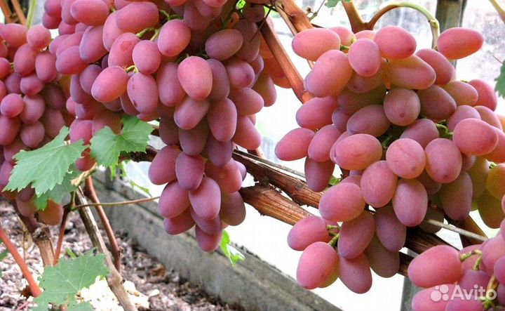 Саженцы и черенки винограда