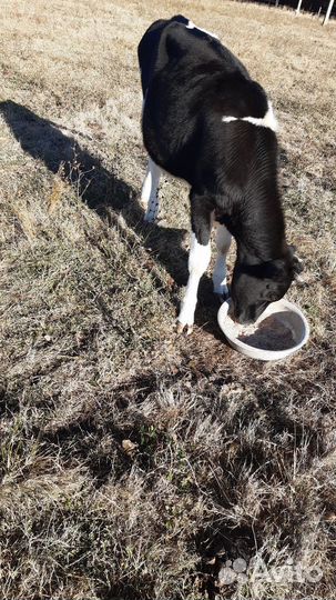 Две телочки