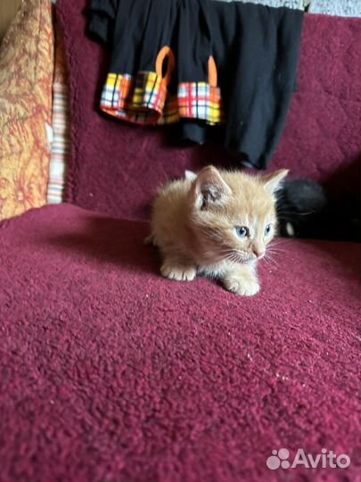 Котенок мальчик