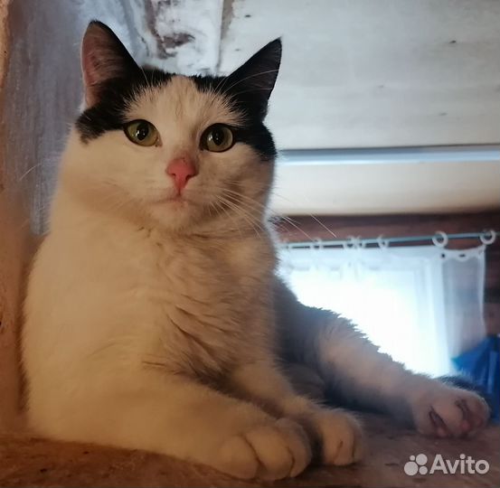 Кошке нужна помощь