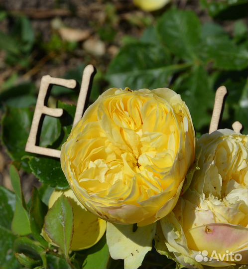 Роза английская Каталина