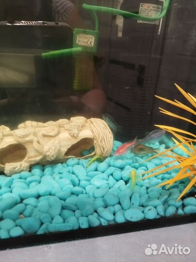 Аквариумные рыбки бесплатно