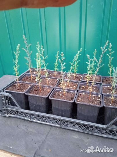 Кипарис пирамидальный вечнозелёный