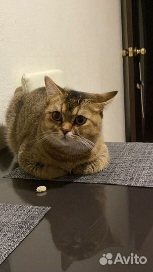 Шотландский кот на вязку (золотая шиншилла)