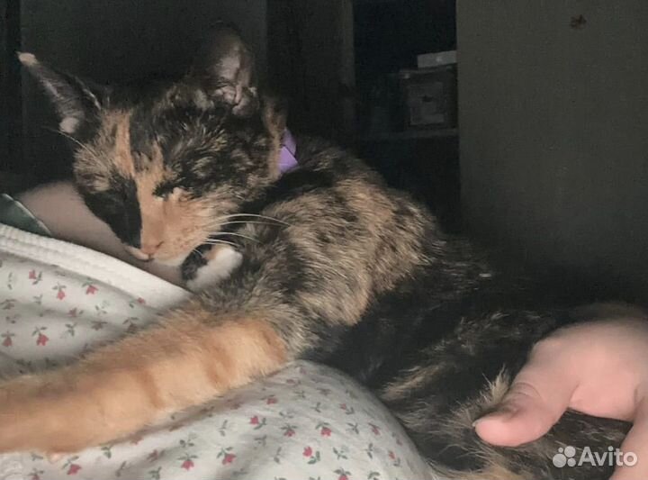 Кошечка Сима