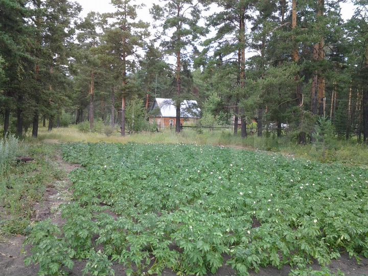 Участок 25 сот. (ИЖС)