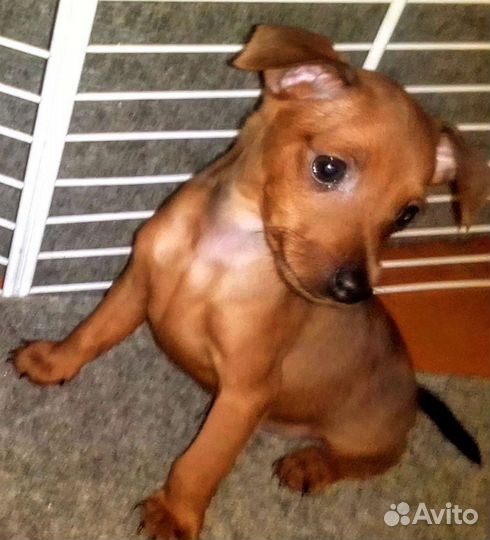 Цвергпинчер