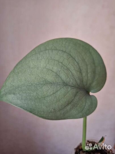 Сциндапсус сильвер хиро