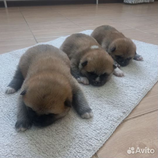 Щенки акита ину