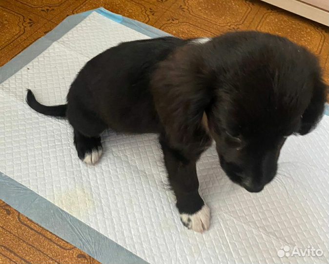 Маленькая собака