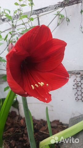 Гиппиаструм