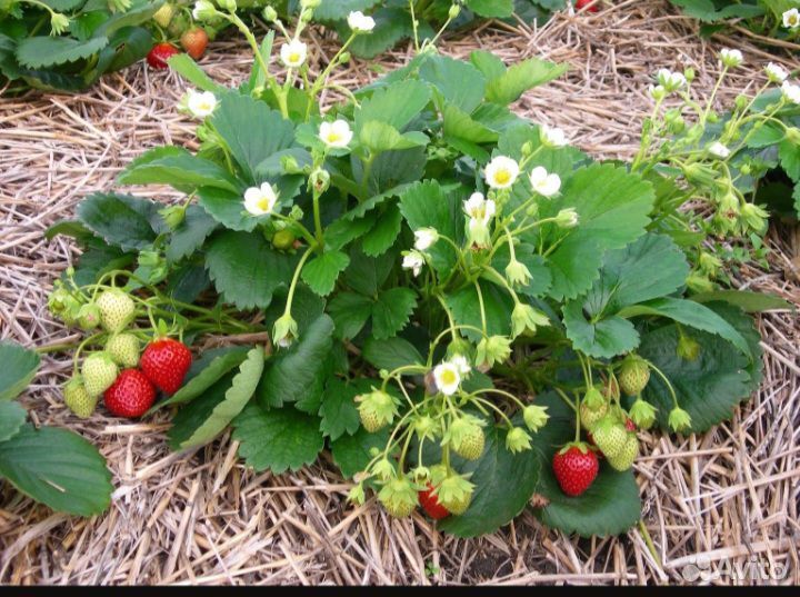 Кусты клубники