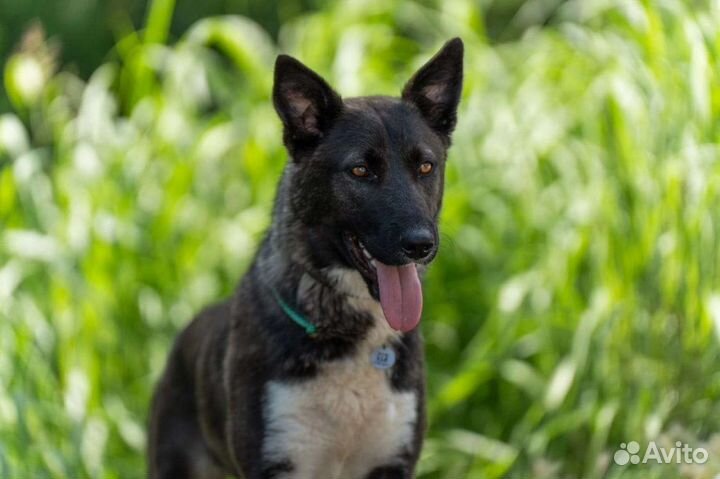 Собака, метис акиты и овчарки