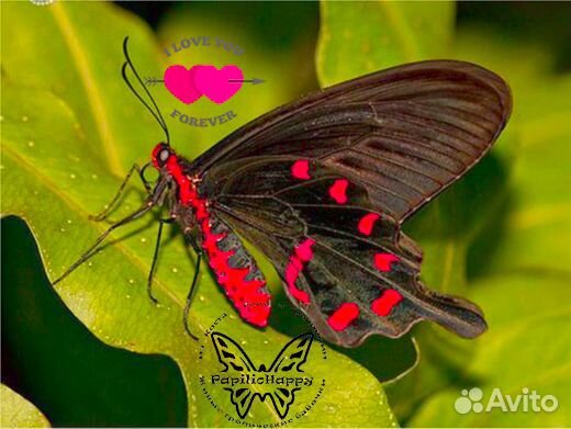 Живые тропические бабочки