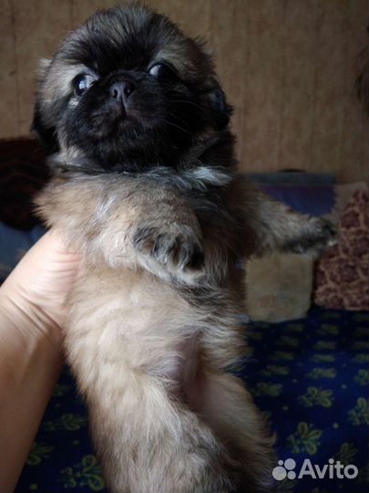 Щенки пекинеса