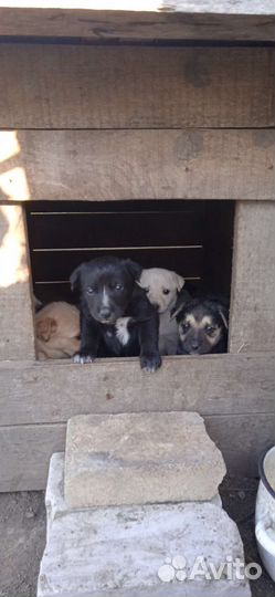 Щенки