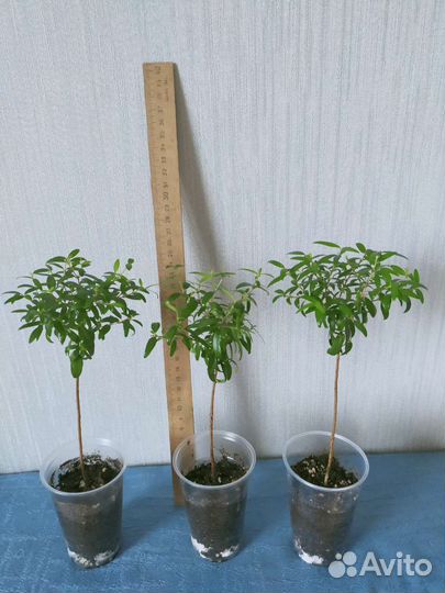 Комнатные цветы Мирт