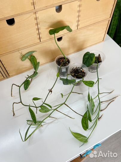 Монстера Сильтепекана