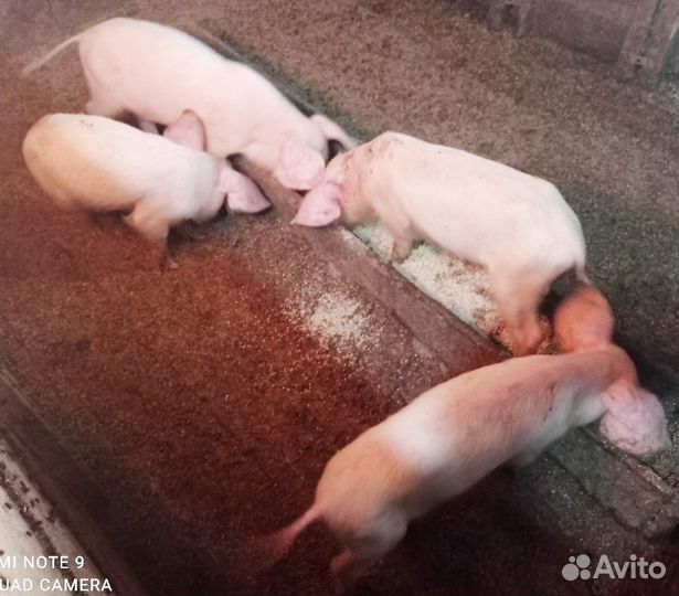 Поросята