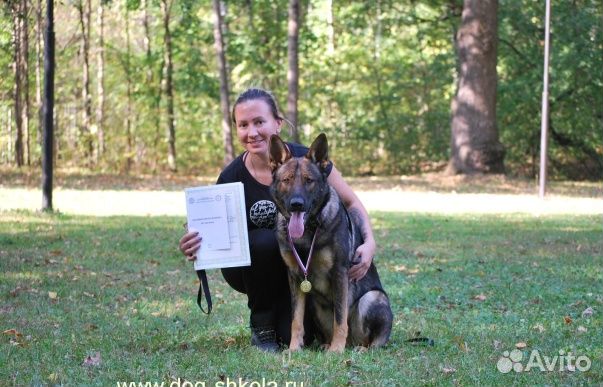 Дрессировка собак. Инструктор-дрессировщик