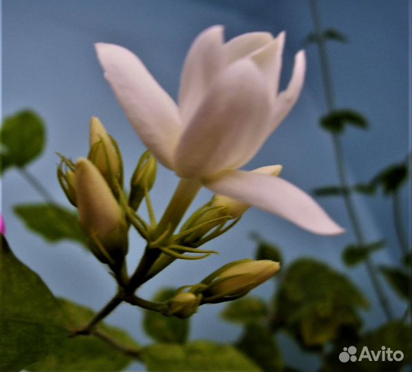 Продам жасмин комнатный