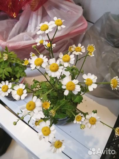 Пиретрум. Многолетняя ромашка или хризантема сад