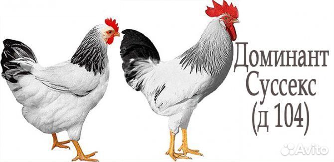 Доминант инкубационное яйцо