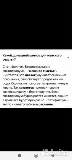 Спатифиллум