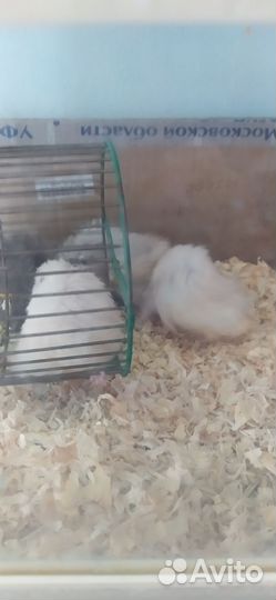 Ангорский хомяк