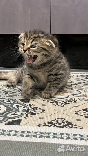 Шотландский котенок мальчик