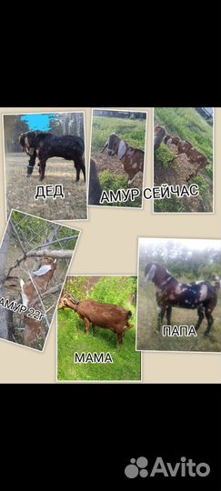 Коза и козёл