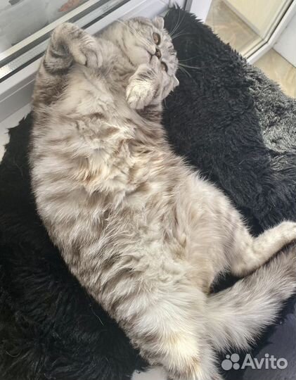 Кот шотландец вязка
