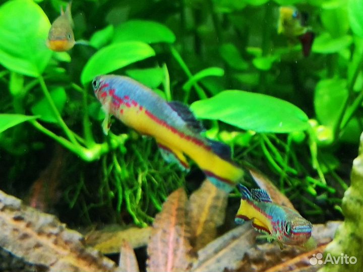 Фундул Амиети, эриок Cinereum, артемия, биостарт