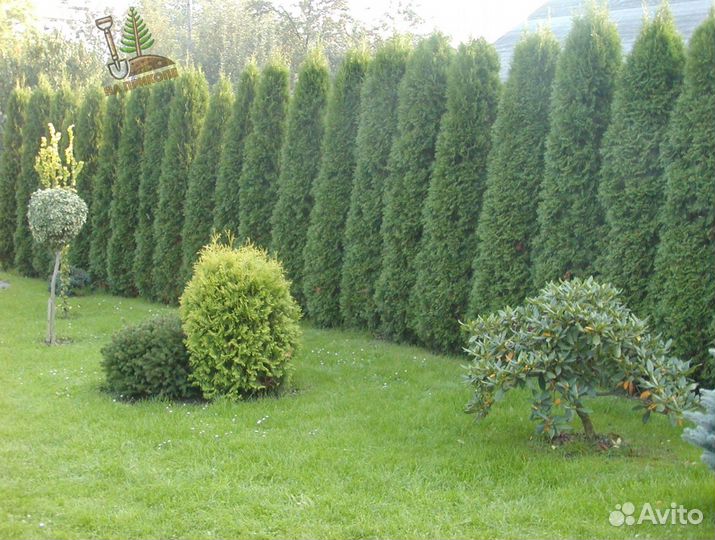 Туя с наших полей