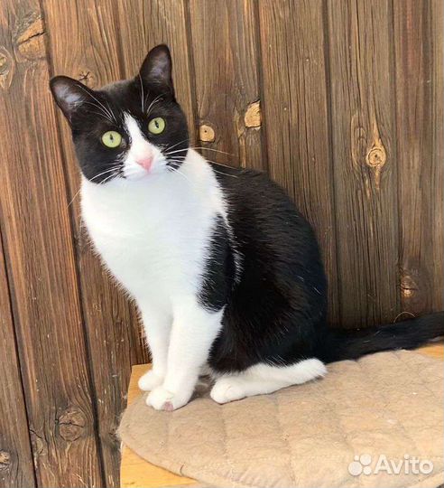 Зеленоглазая кисуля в добрые руки