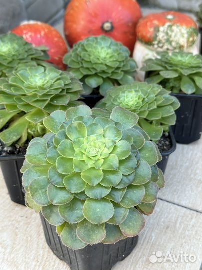 Эониум псевдотарелковидный