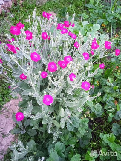 Ромашка крупная